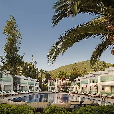 Voyage Complex Torba